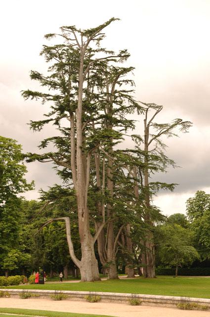 min 2012 07 08 chenonceaux 190
